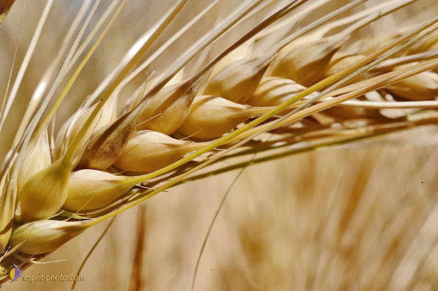 Nom de l'image : D30014319_1_(c)Norbert-JUNG — Description :